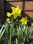 SX21562 Daffodils in back garden.jpg